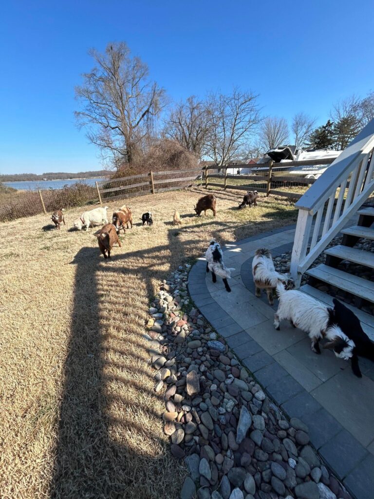 Riverside Collies & Critters running around outside our Maryland Homestead