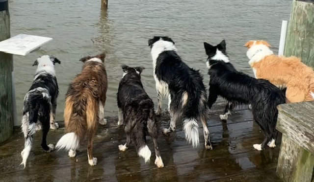 Riverside Border Collies on the dock